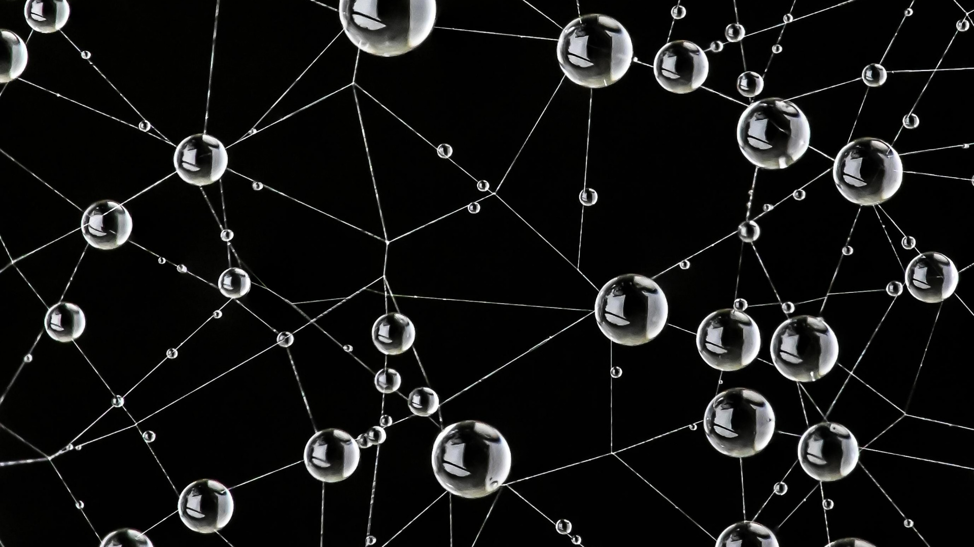 Обои паутина, природа, черный, окружающая среда, ботаники в разрешении 1920x1080