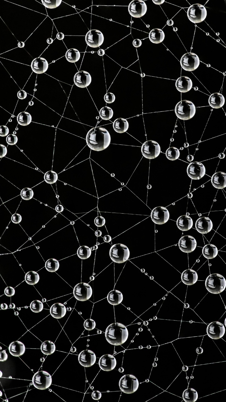 Обои паутина, природа, черный, окружающая среда, ботаники в разрешении 720x1280