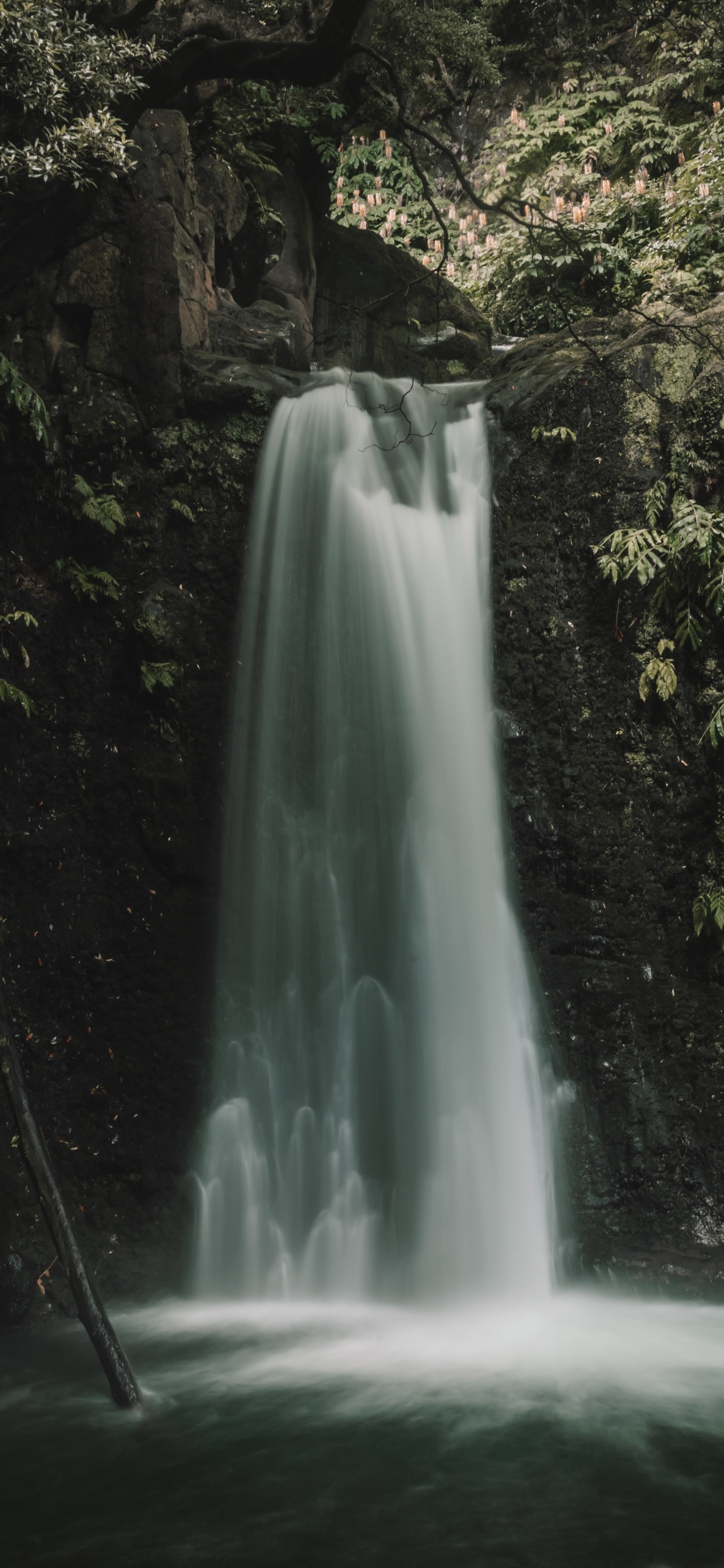 Обои растительность, тропические леса, водоем, дерево, природа в разрешении 1242x2688