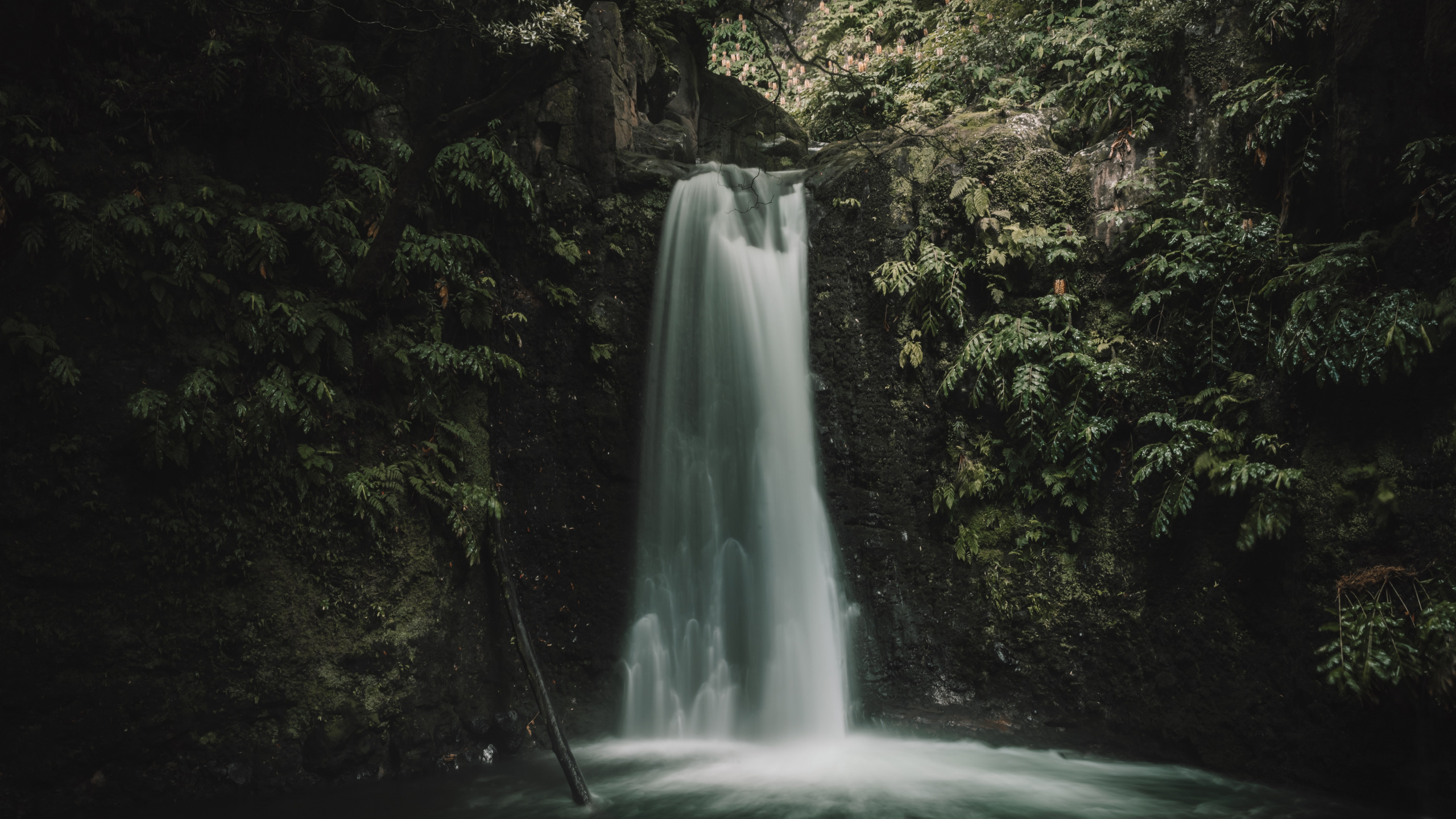 Обои растительность, тропические леса, водоем, дерево, природа в разрешении 2560x1440