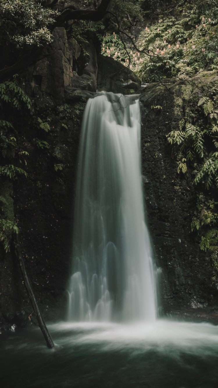 Обои растительность, тропические леса, водоем, дерево, природа в разрешении 750x1334