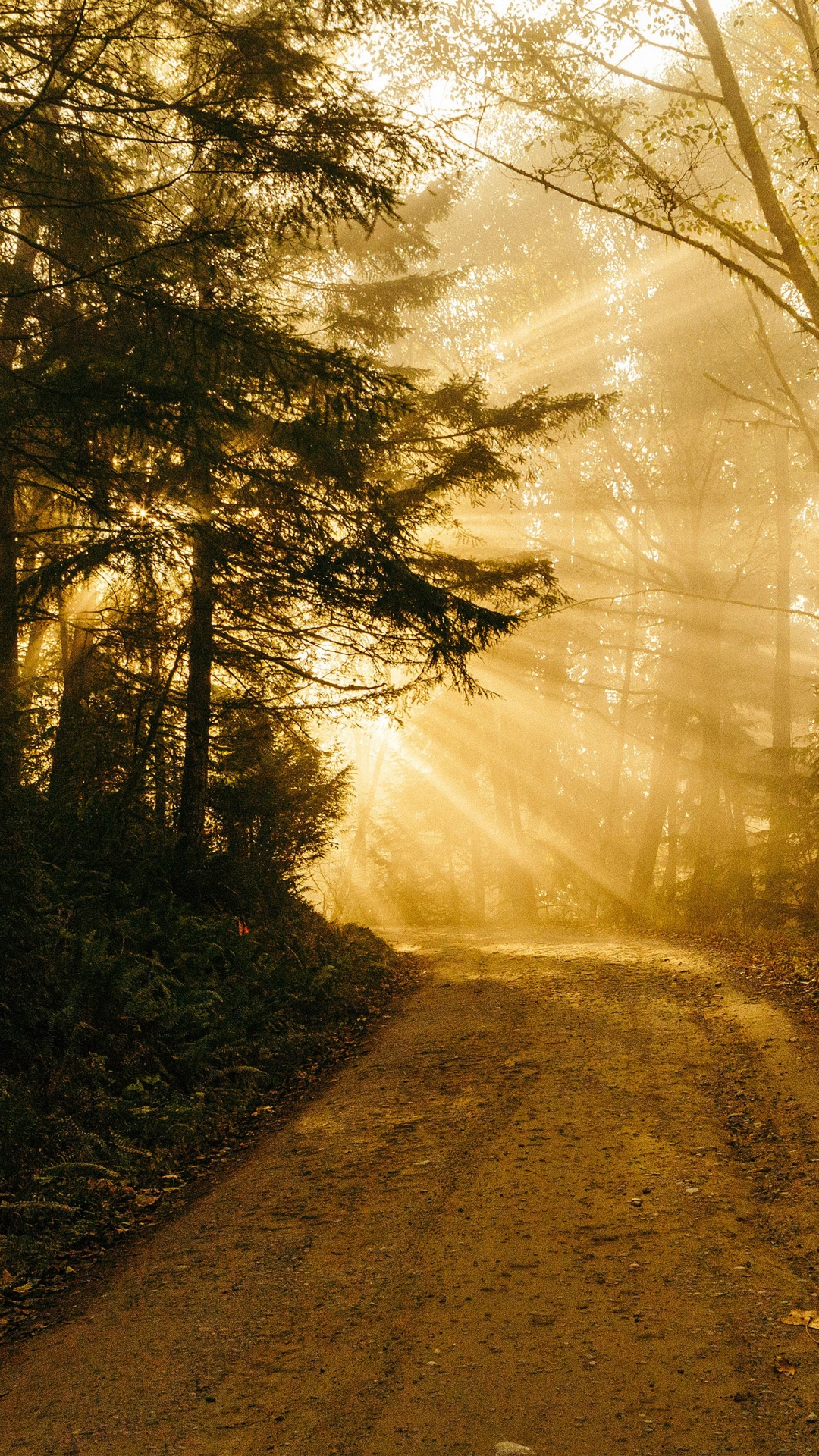 Обои айпад, ipad pro, iPhone, заросший путь, природа в разрешении 1080x1920