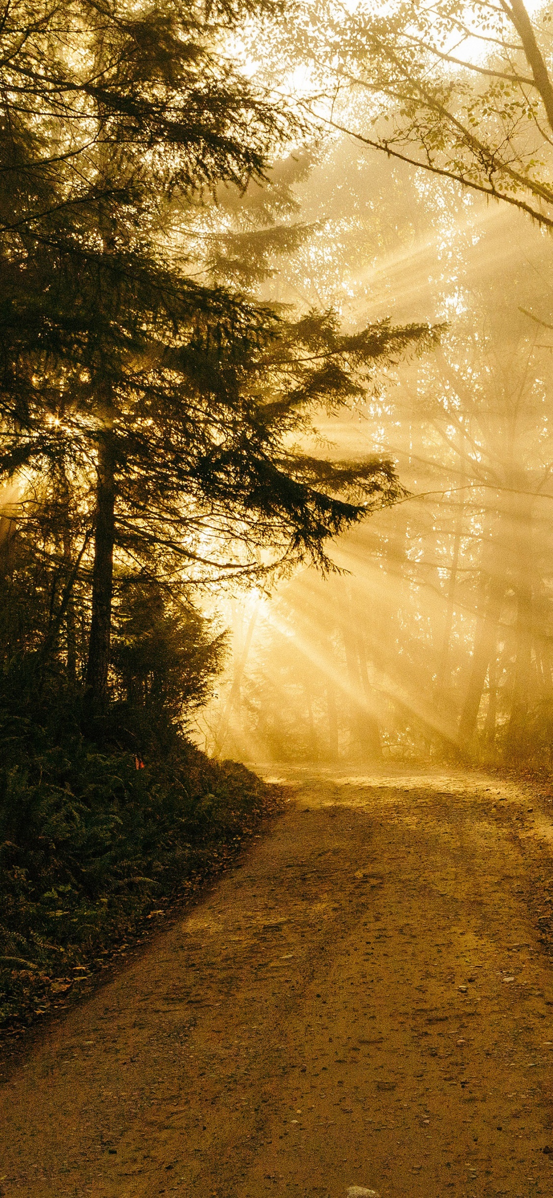 Обои айпад, ipad pro, iPhone, заросший путь, природа в разрешении 1125x2436