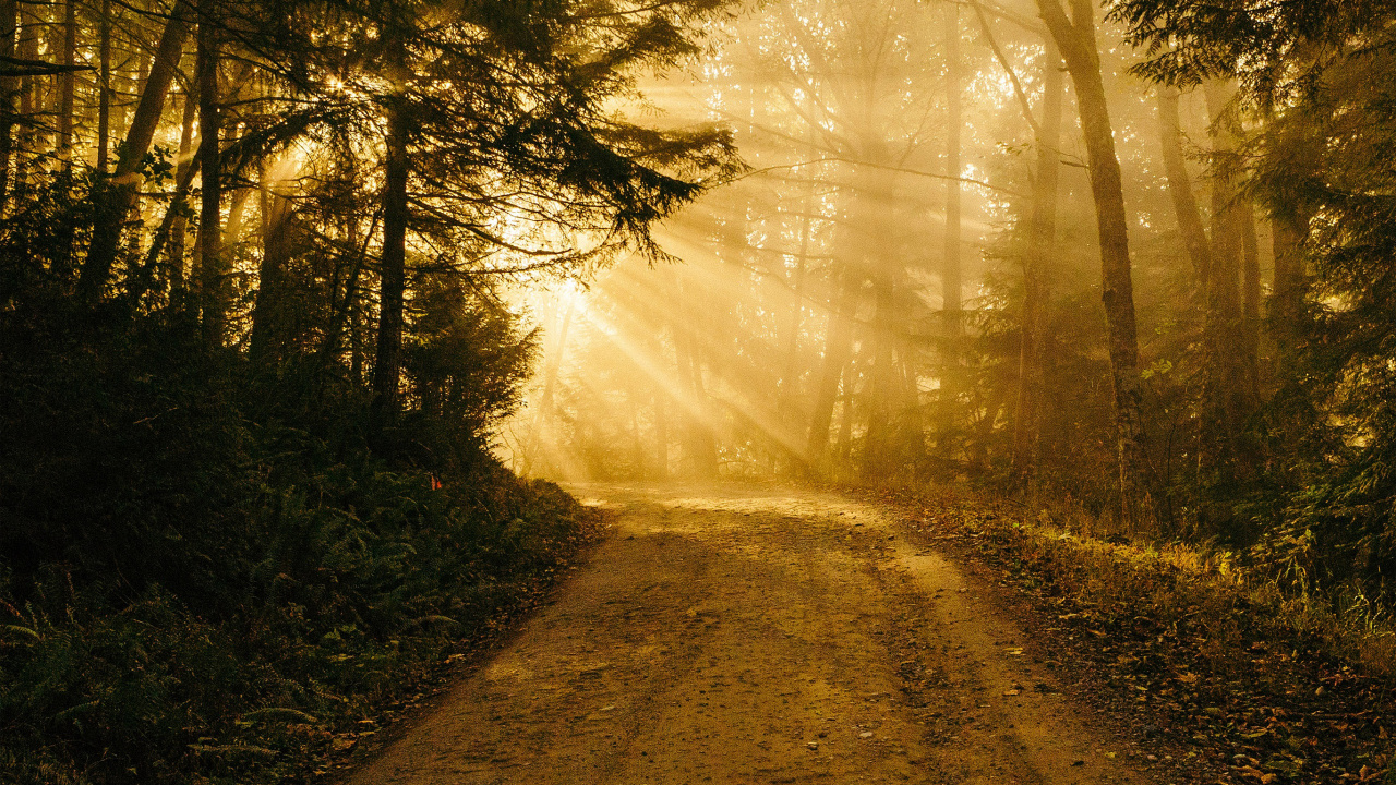 Обои айпад, ipad pro, iPhone, заросший путь, природа в разрешении 1280x720