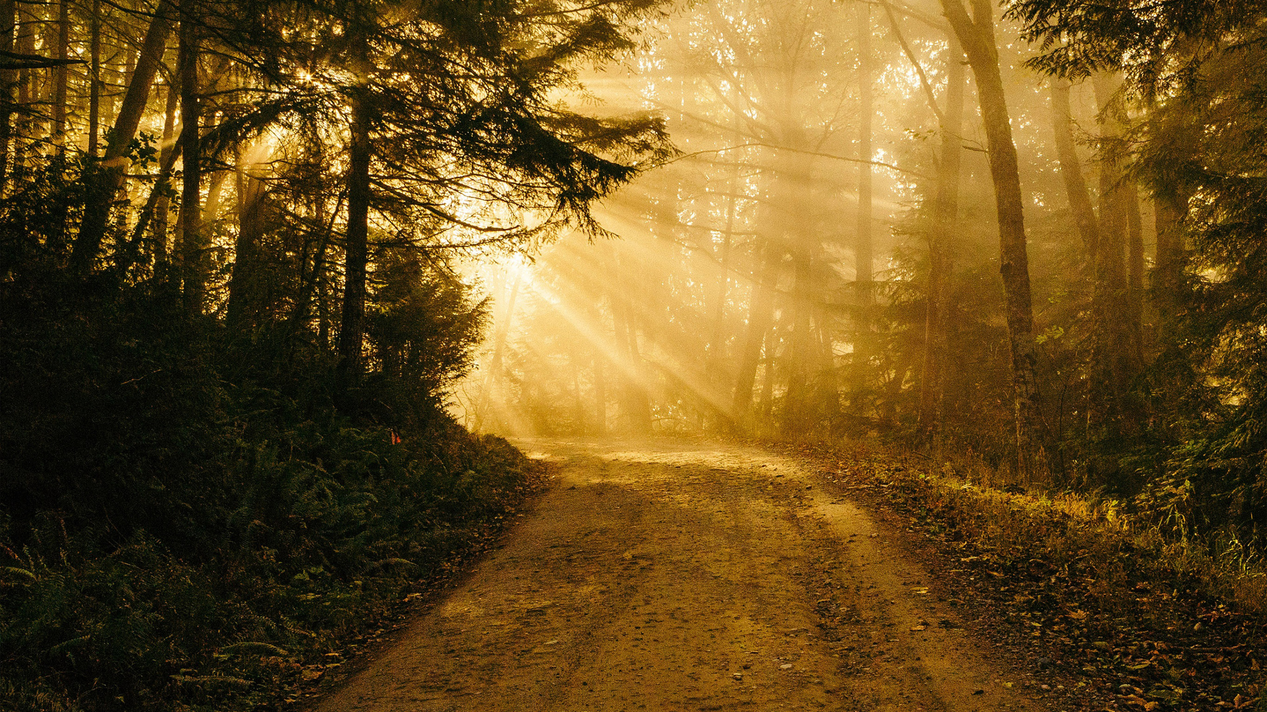 Обои айпад, ipad pro, iPhone, заросший путь, природа в разрешении 2560x1440