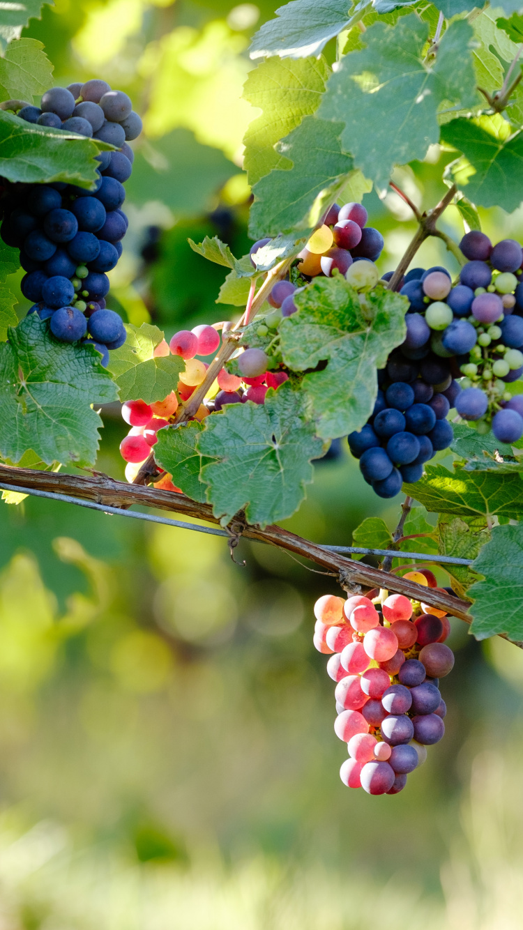 Обои Пино Нуар, вино, красное вино, цветковое растение, виноградные листья в разрешении 750x1334