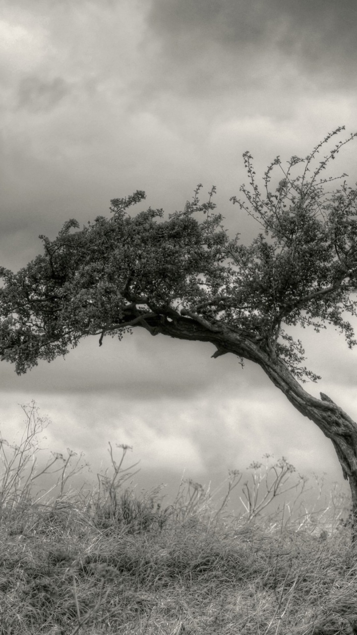 Обои дерево, черный и белый, белые, ветвь, растительность в разрешении 720x1280