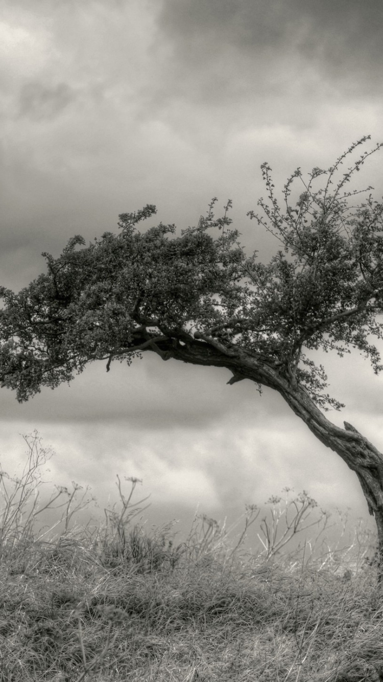Обои дерево, черный и белый, белые, ветвь, растительность в разрешении 750x1334