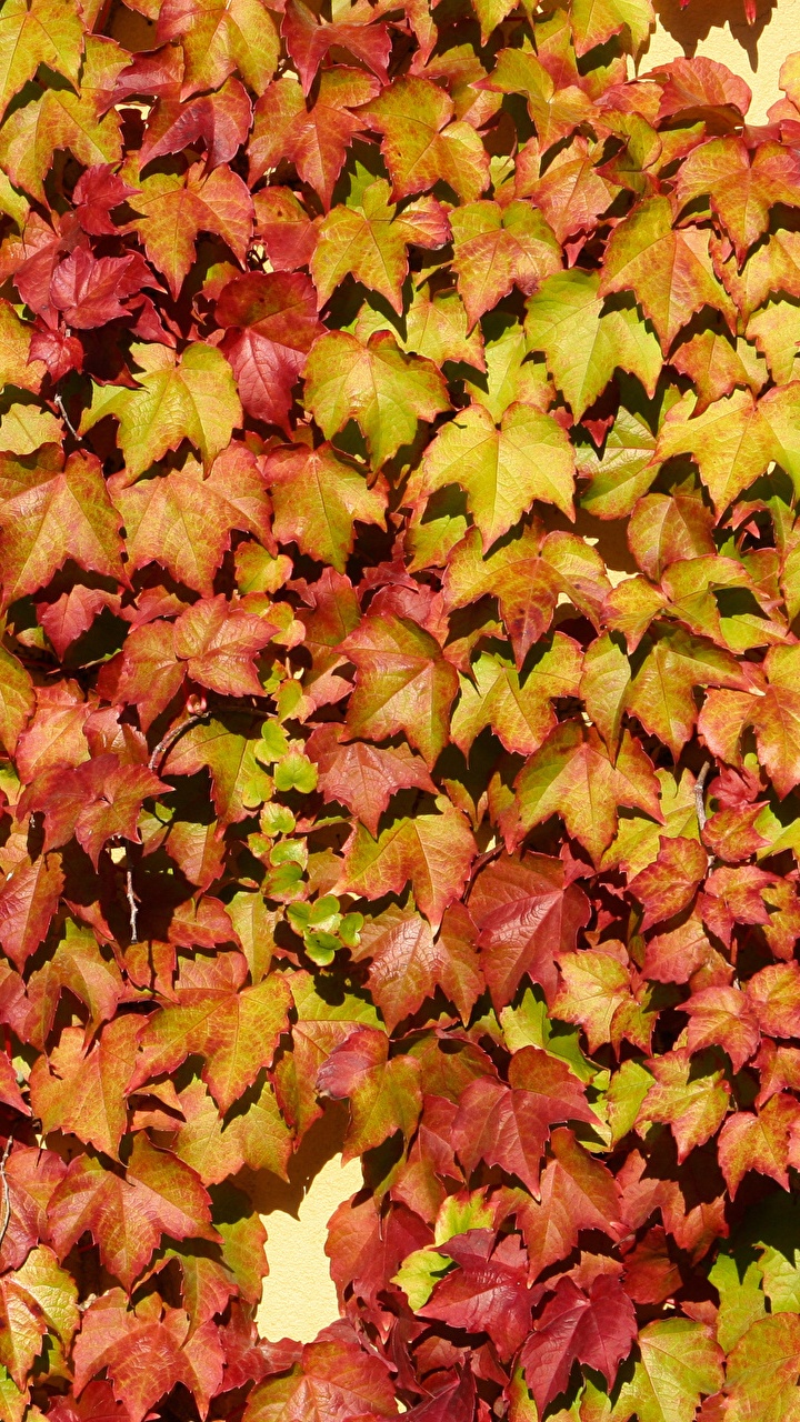 Обои лист, осень, текстура, растение, листопадные в разрешении 720x1280