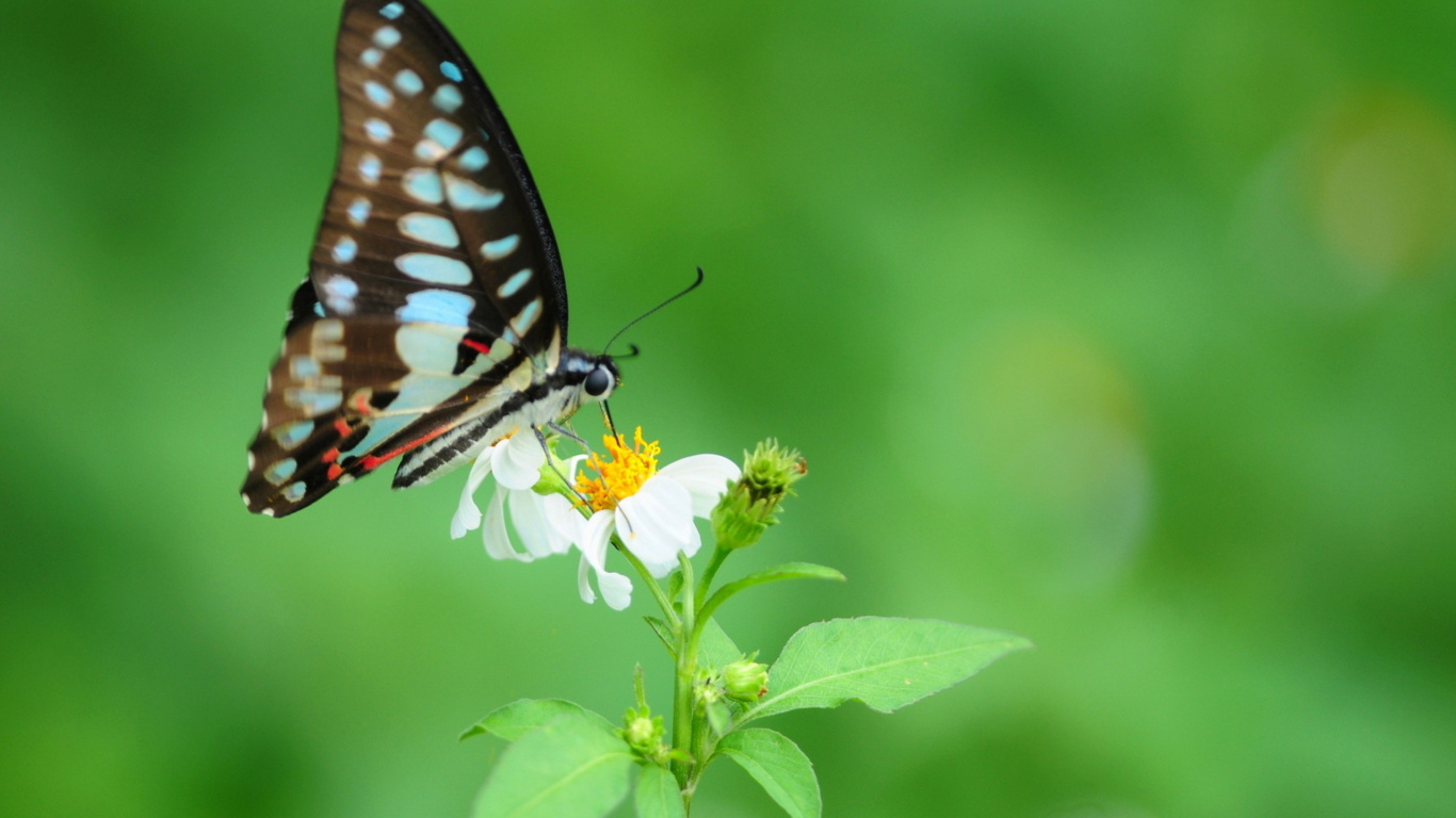 Обои lycaenid, насекомое, живопись, мотыльки и бабочки, бабочка в разрешении 1366x768