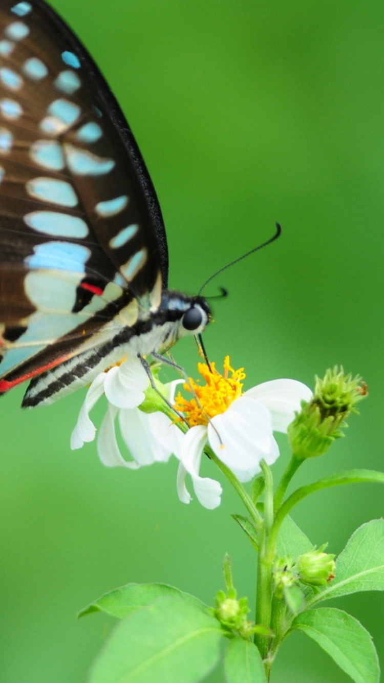 Обои lycaenid, насекомое, живопись, мотыльки и бабочки, бабочка в разрешении 750x1334