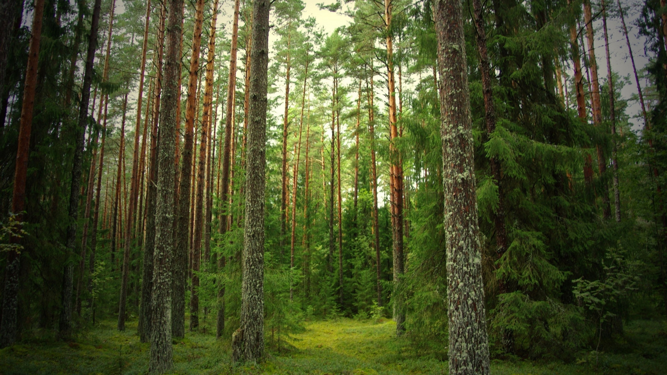 Обои лес, лесное хозяйство, экосистема, хвойными лесами, хвойного леса в разрешении 1366x768