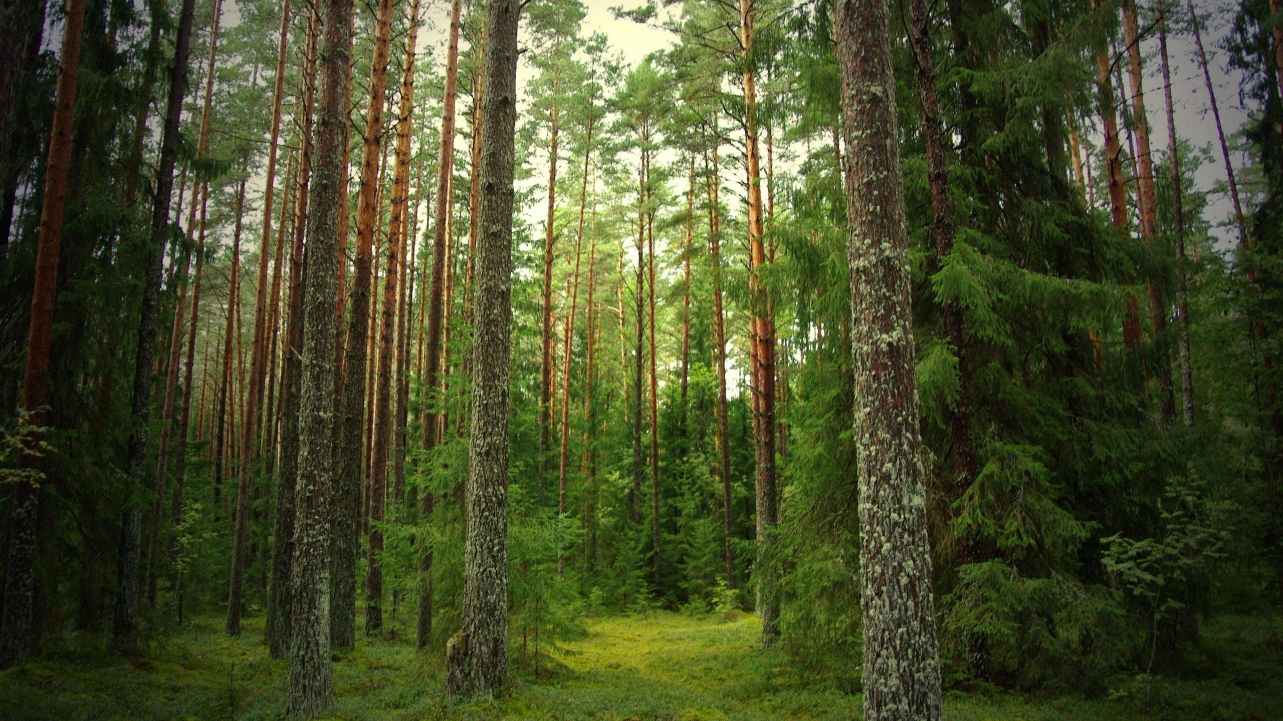 Обои лес, лесное хозяйство, экосистема, хвойными лесами, хвойного леса в разрешении 2560x1440