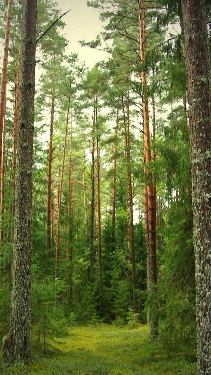 Обои лес, лесное хозяйство, экосистема, хвойными лесами, хвойного леса в разрешении 720x1280
