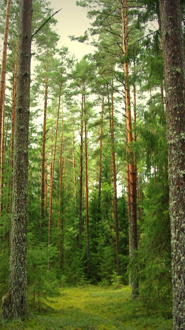 Обои лес, лесное хозяйство, экосистема, хвойными лесами, хвойного леса в разрешении 750x1334
