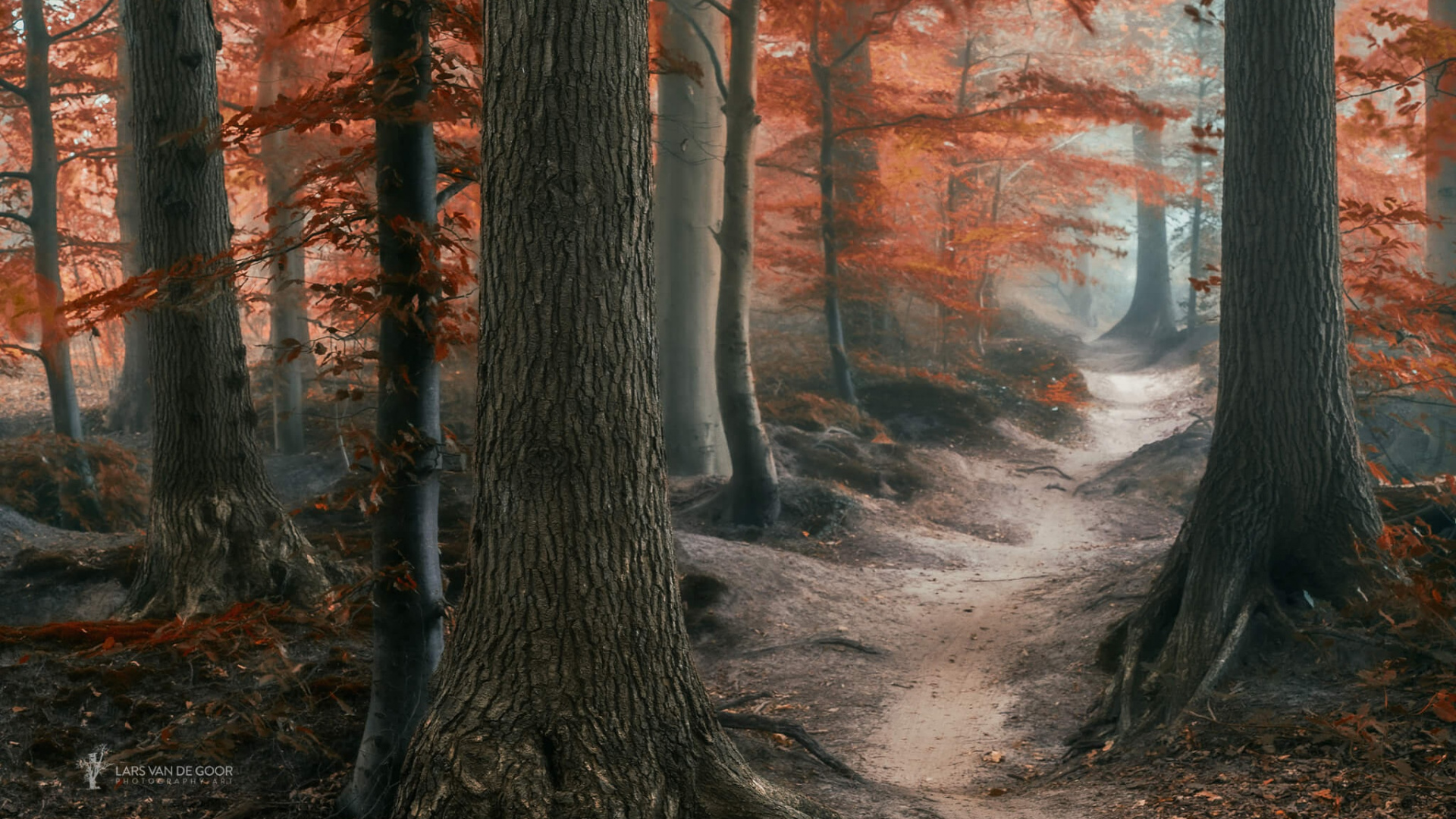 Обои осень, пейзаж, дерево, лес, природа в разрешении 1920x1080