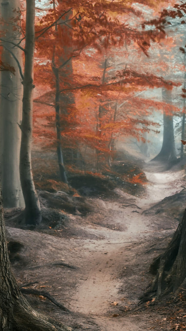 Обои осень, пейзаж, дерево, лес, природа в разрешении 750x1334