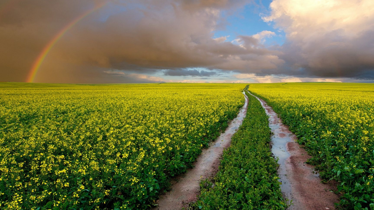 Обои Радуга, цветок, облако, растение, дневное время в разрешении 1280x720