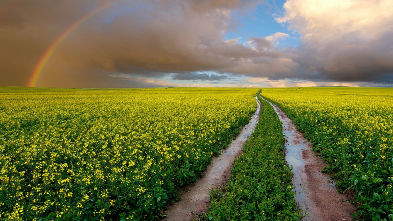 Обои Радуга, цветок, облако, растение, дневное время в разрешении 1366x768