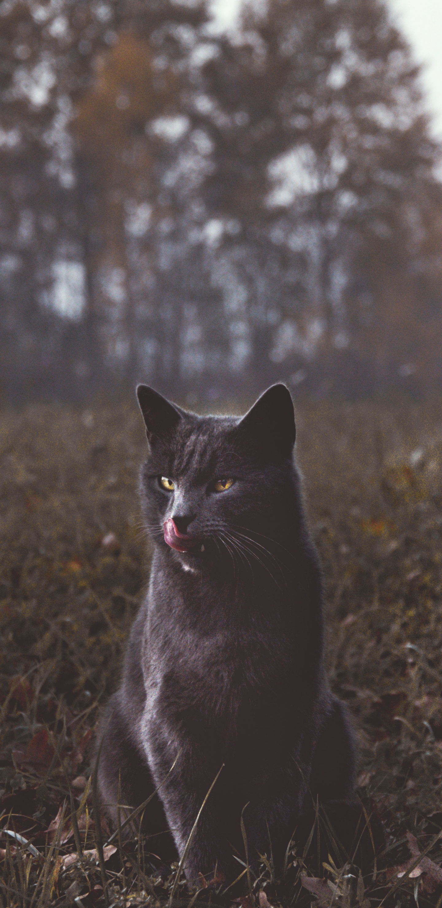 Обои котенок, черная кошка, Дикая кошка, кот, кошачьих в разрешении 1440x2960