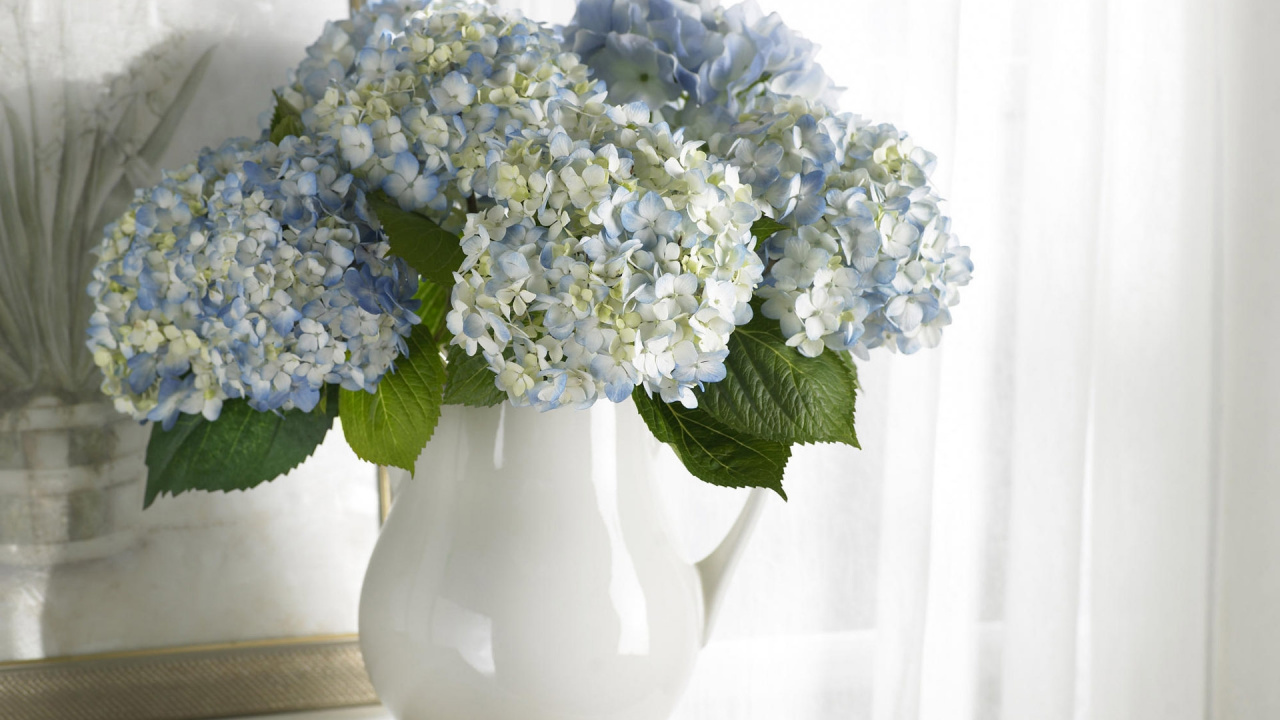 Обои Гортензия, цветковое растение, белые, синий, hydrangeaceae в разрешении 1280x720