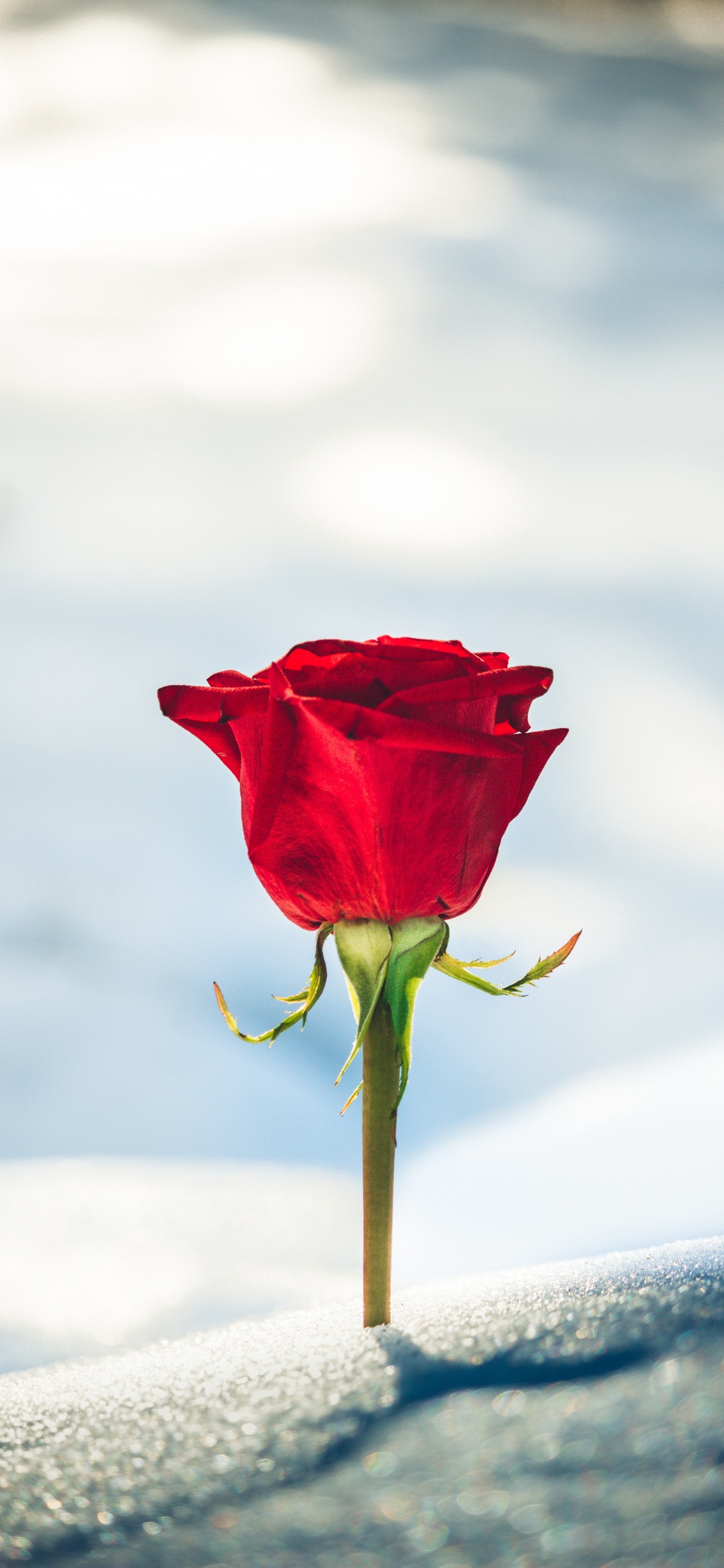 Обои утро, красный цвет, сад роз, Роза, цветок в разрешении 1125x2436