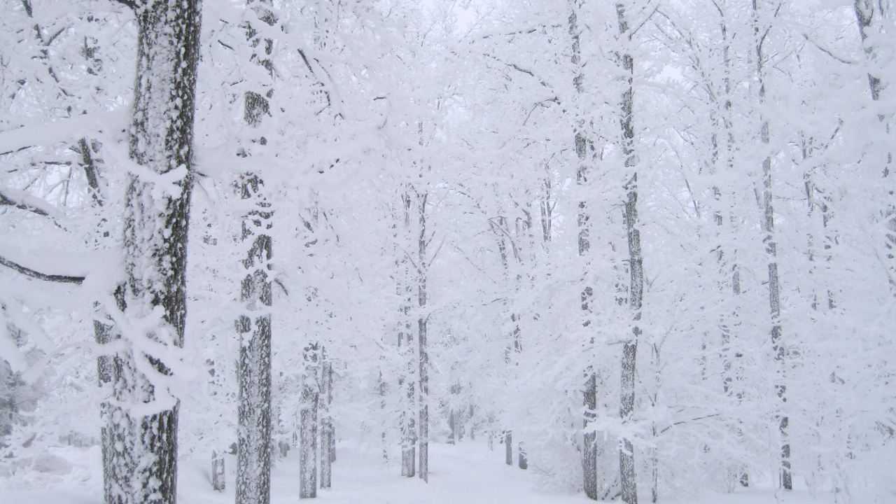 Обои снег, дерево, зима, замораживание, мороз в разрешении 1280x720