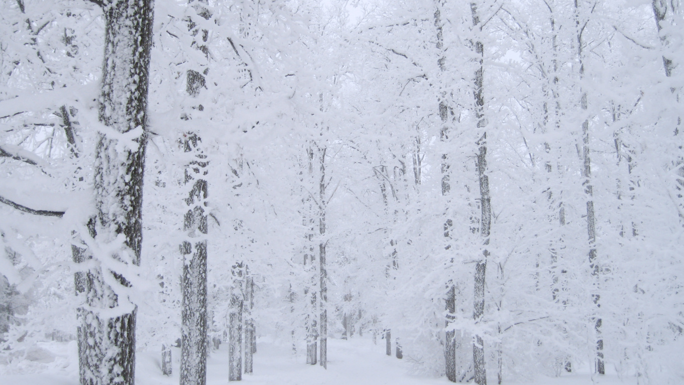 Обои снег, дерево, зима, замораживание, мороз в разрешении 1366x768