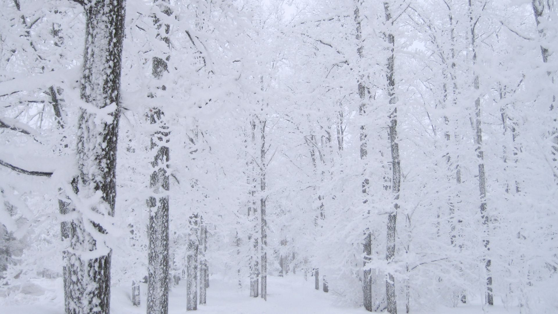 Обои снег, дерево, зима, замораживание, мороз в разрешении 1920x1080