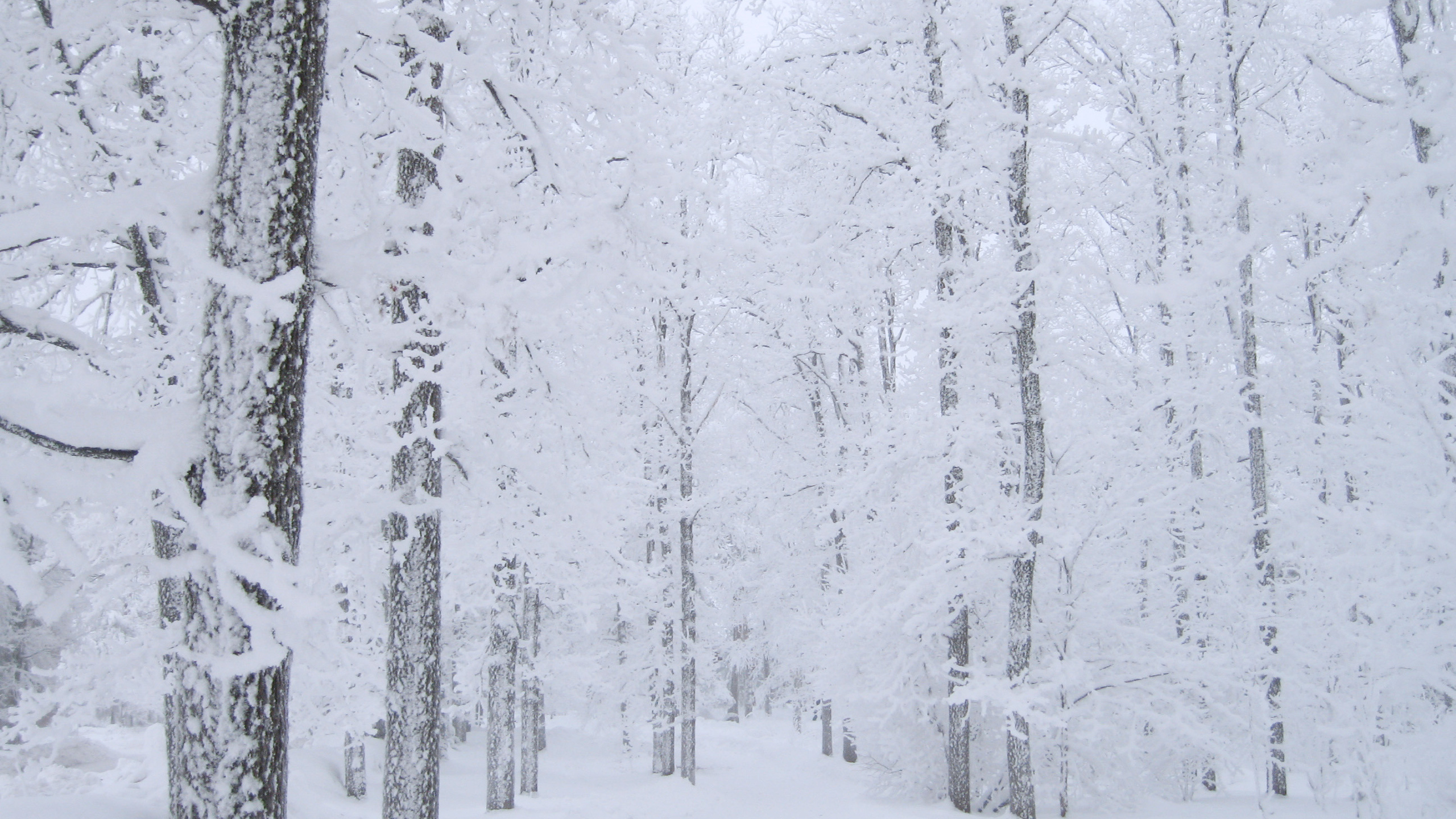 Обои снег, дерево, зима, замораживание, мороз в разрешении 2560x1440