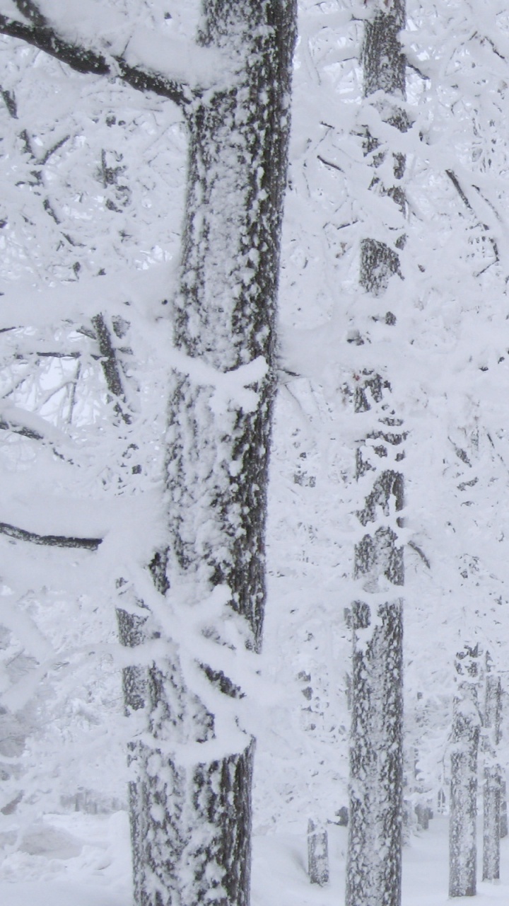 Обои снег, дерево, зима, замораживание, мороз в разрешении 720x1280