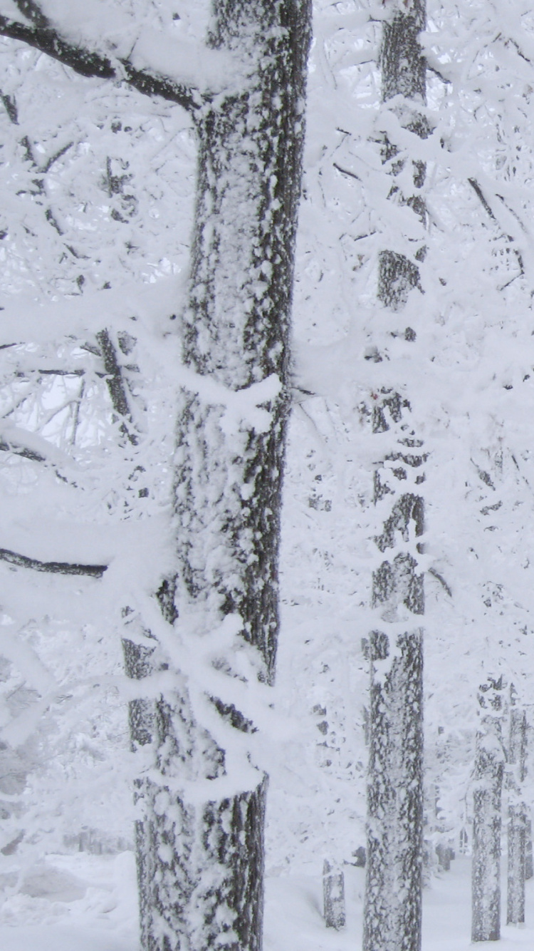 Обои снег, дерево, зима, замораживание, мороз в разрешении 750x1334