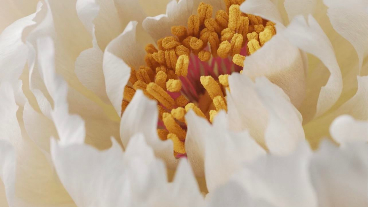 Обои Жив, виво х60 про, виво х70 про, смартфон, телефон в разрешении 1280x720