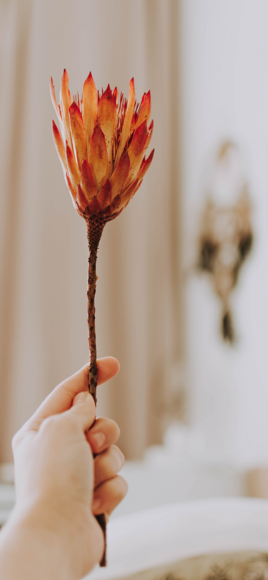 Обои посуда, палец, таблица, растение, бумага в разрешении 1125x2436