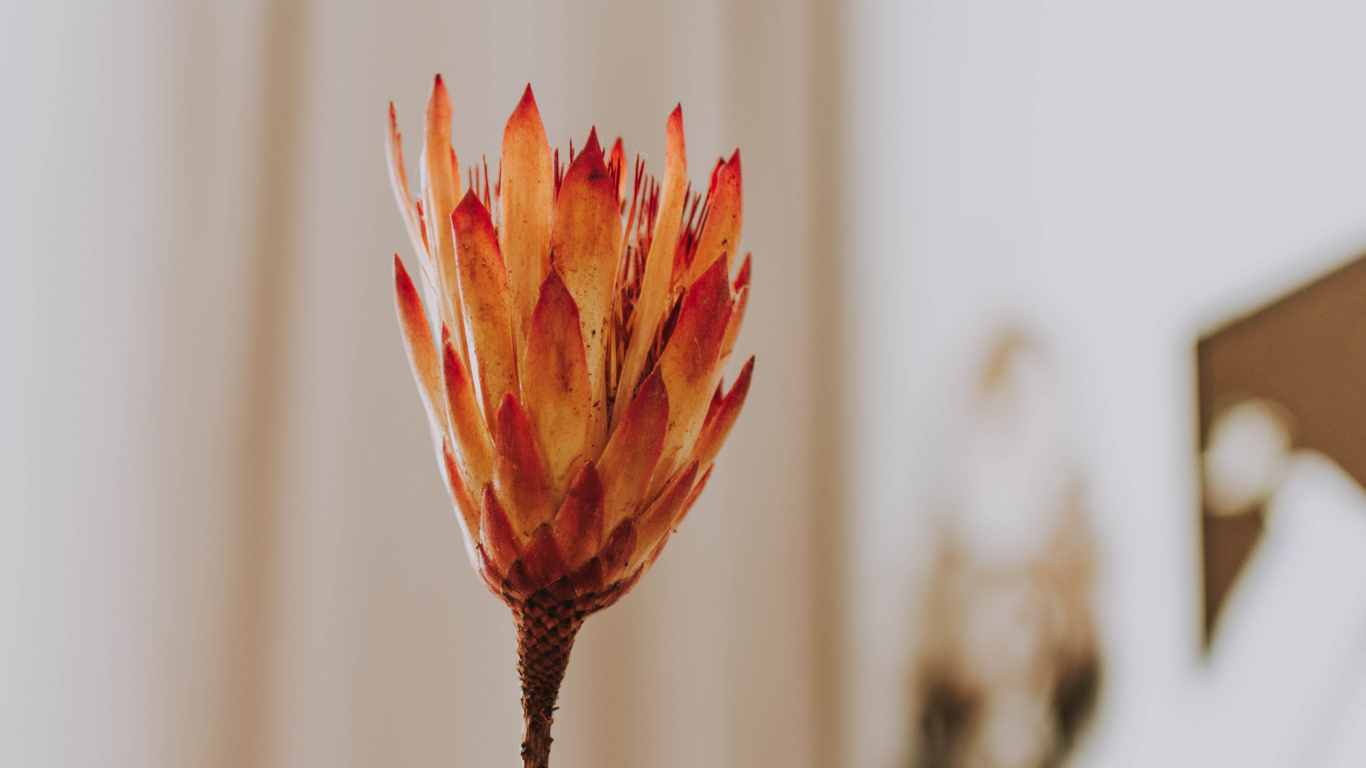 Обои посуда, палец, таблица, растение, бумага в разрешении 1366x768