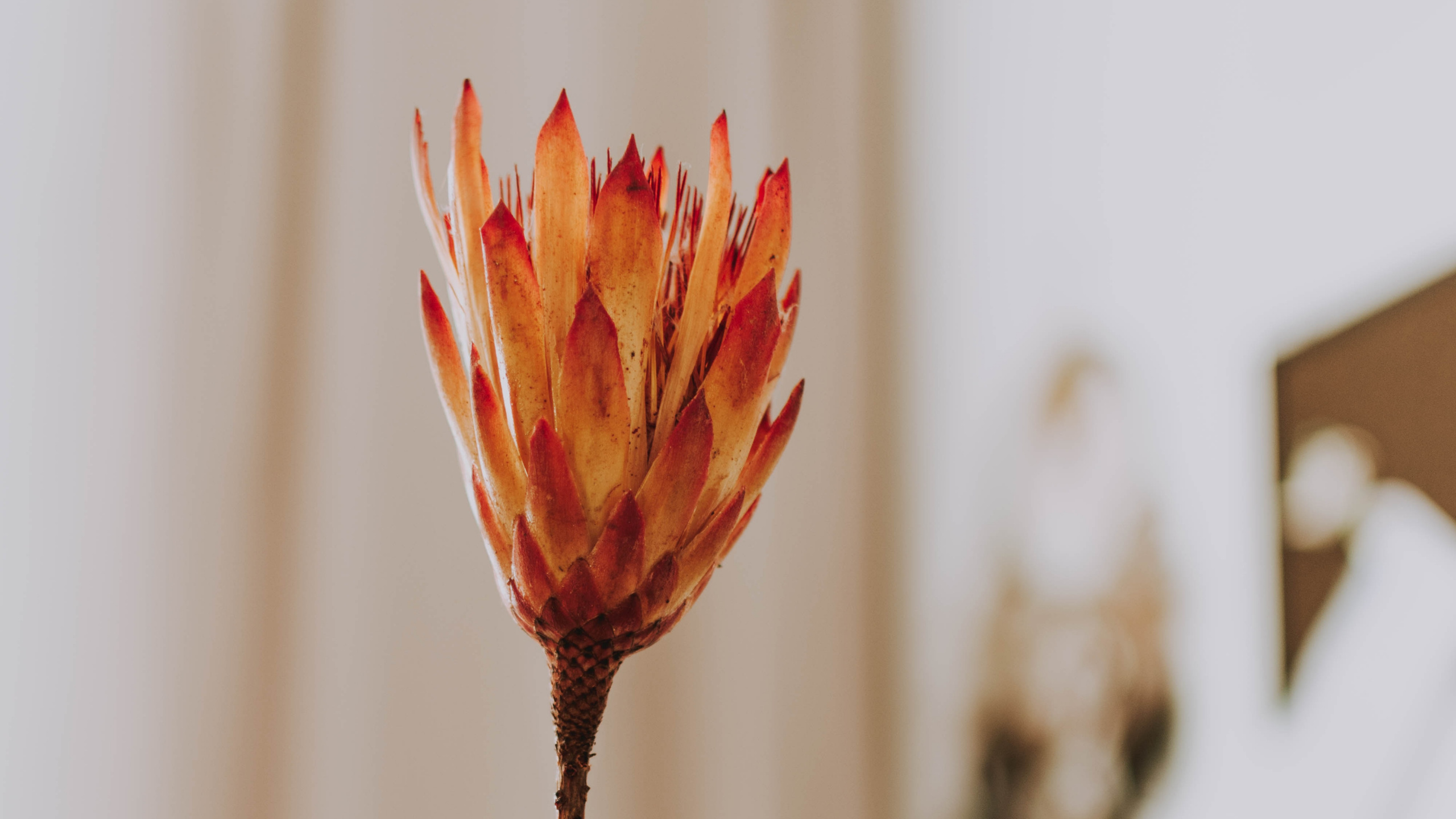 Обои посуда, палец, таблица, растение, бумага в разрешении 2560x1440