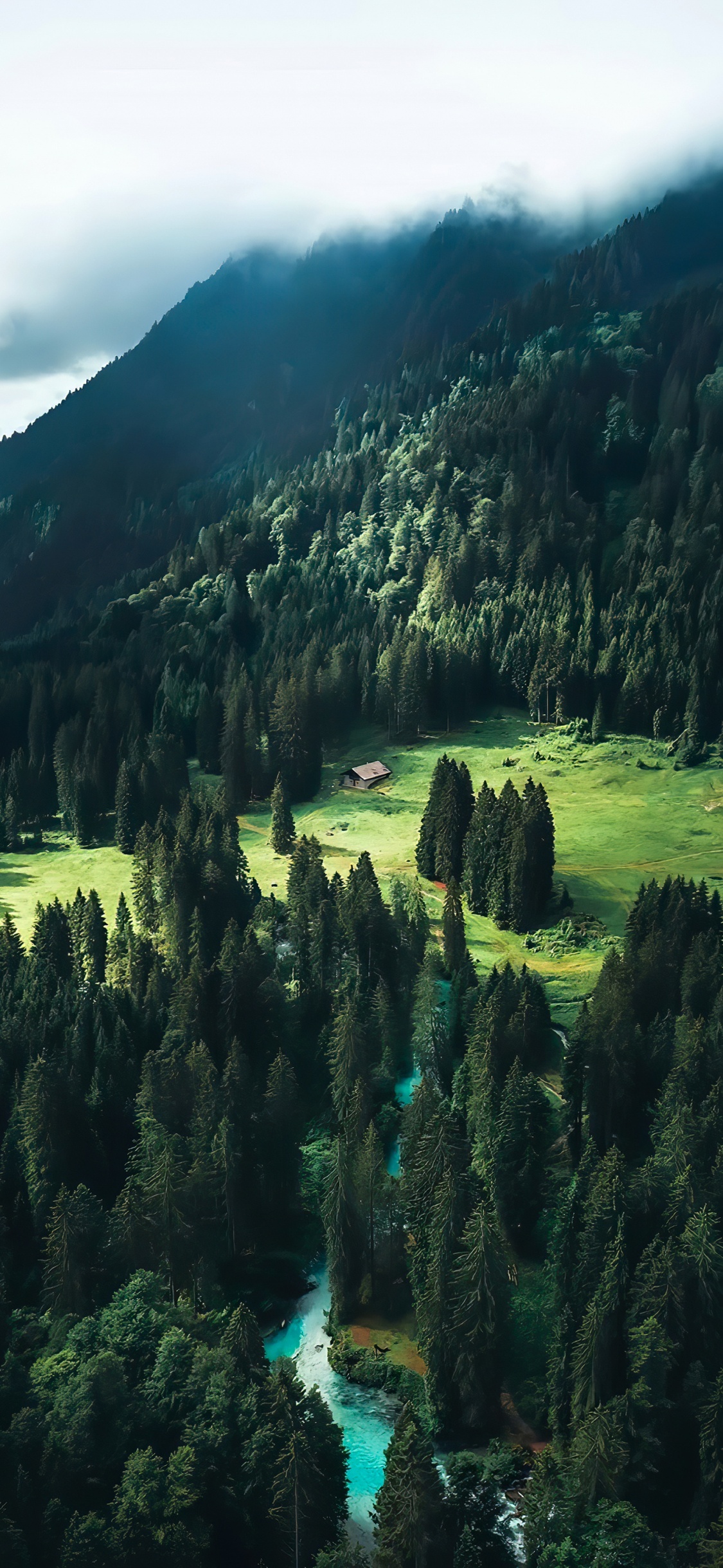 Обои пейзажи гор, ель, лиственница, пихта, старовозрастные леса в разрешении 1125x2436