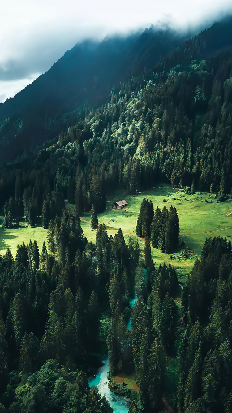 Обои пейзажи гор, ель, лиственница, пихта, старовозрастные леса в разрешении 750x1334