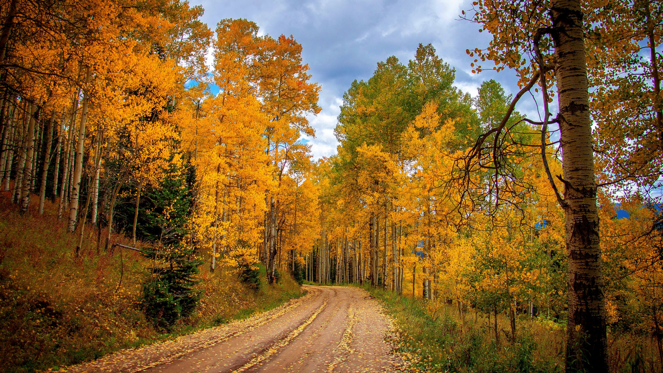 Обои лес, дерево, природа, лист, осень в разрешении 1366x768