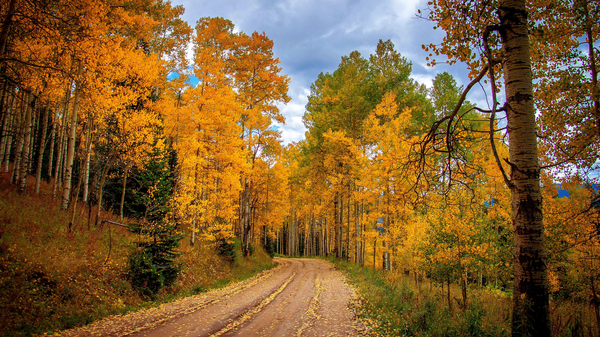 Обои лес, дерево, природа, лист, осень в разрешении 1920x1080