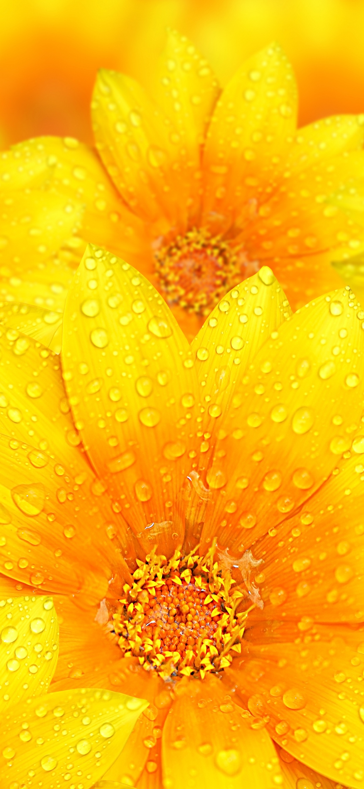 Обои цветок, желтый, тюльпаны, лепесток, Апельсин в разрешении 1242x2688