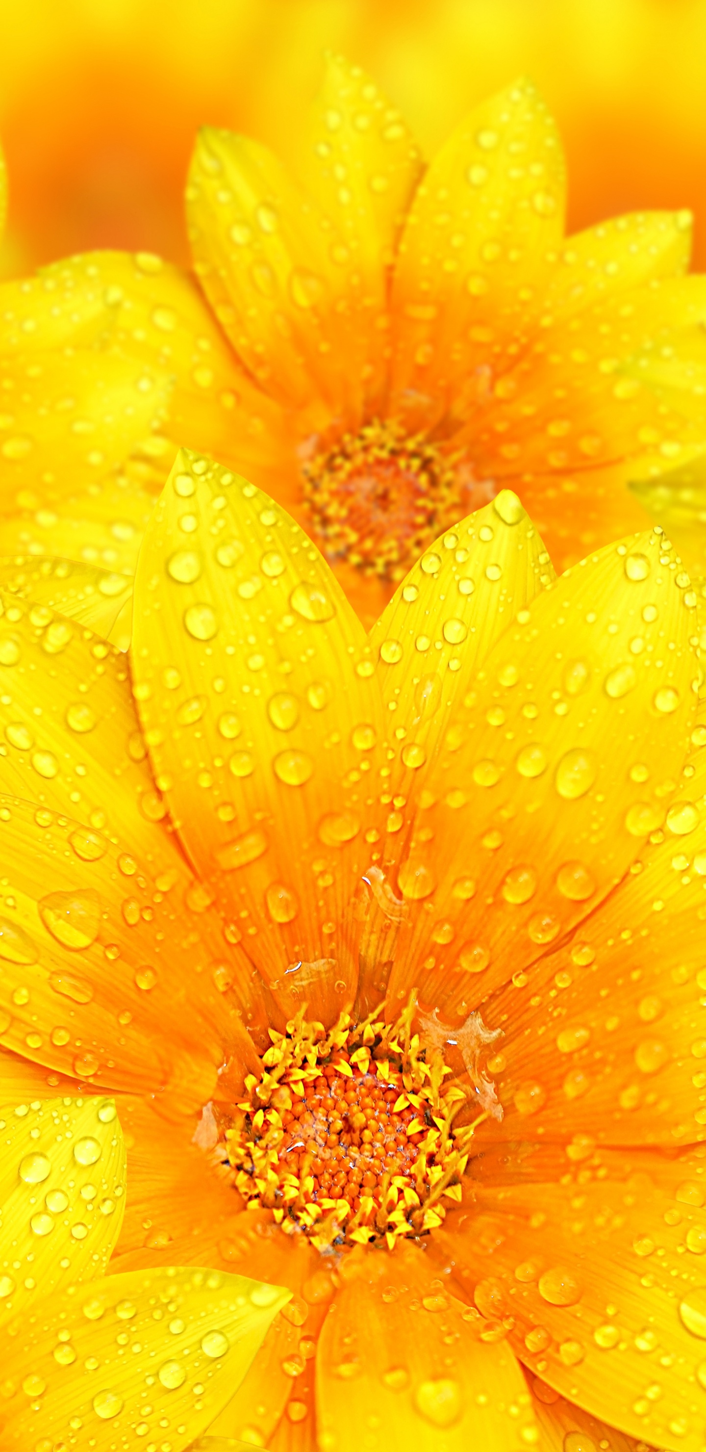 Обои цветок, желтый, тюльпаны, лепесток, Апельсин в разрешении 1440x2960