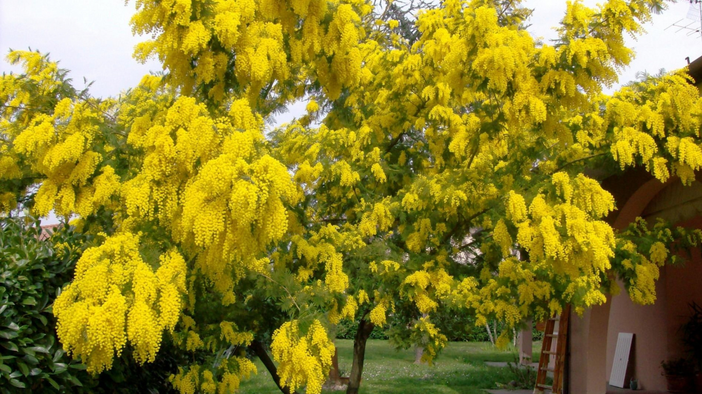 Обои дерево, растение, желтый, мимоза, весна в разрешении 1366x768