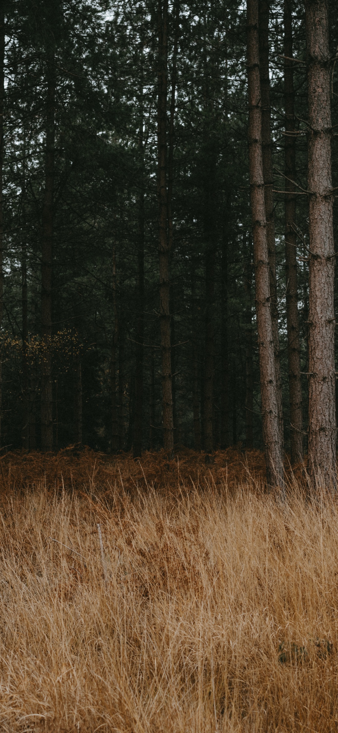 Обои лес, дерево, окружающая среда, лесистая местность, северный лиственный лес в разрешении 1125x2436