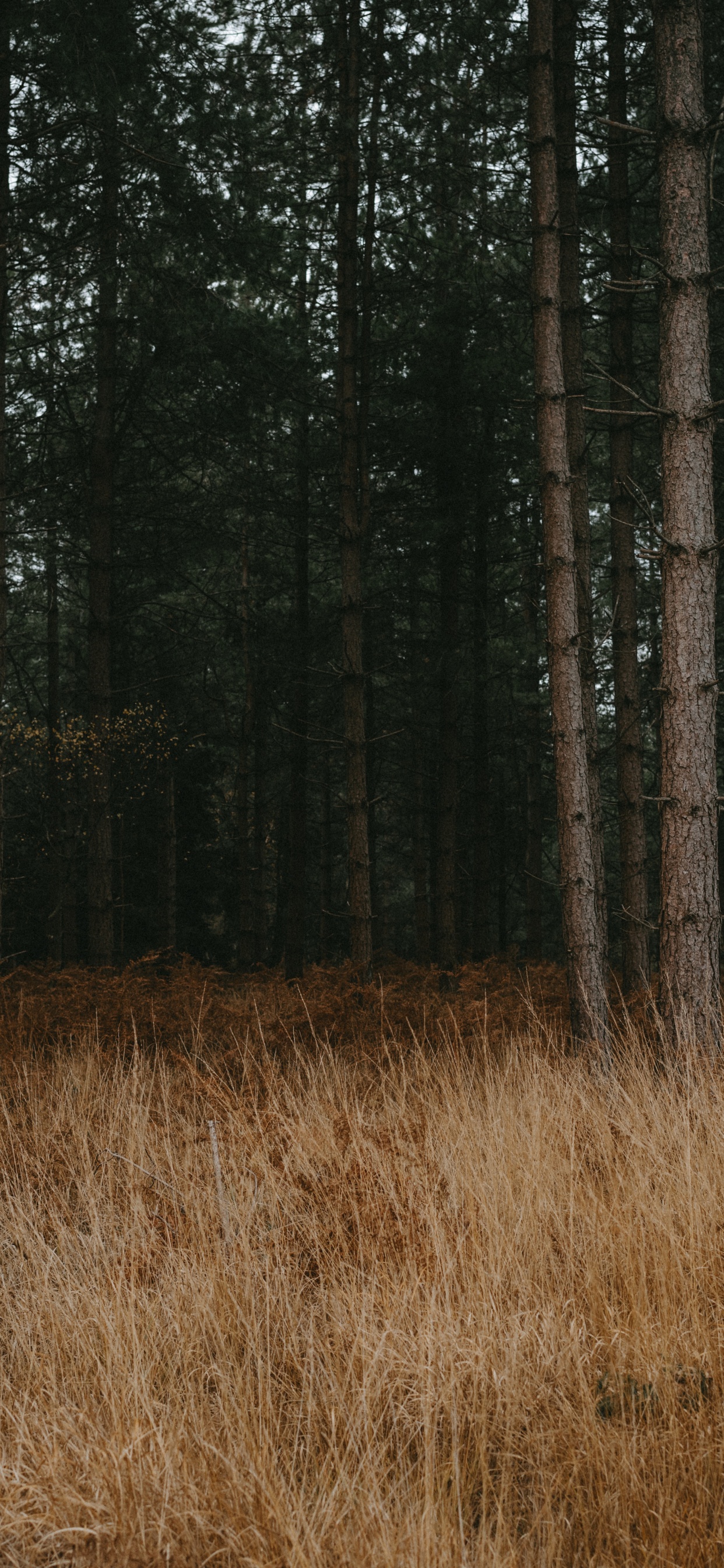 Обои лес, дерево, окружающая среда, лесистая местность, северный лиственный лес в разрешении 1242x2688