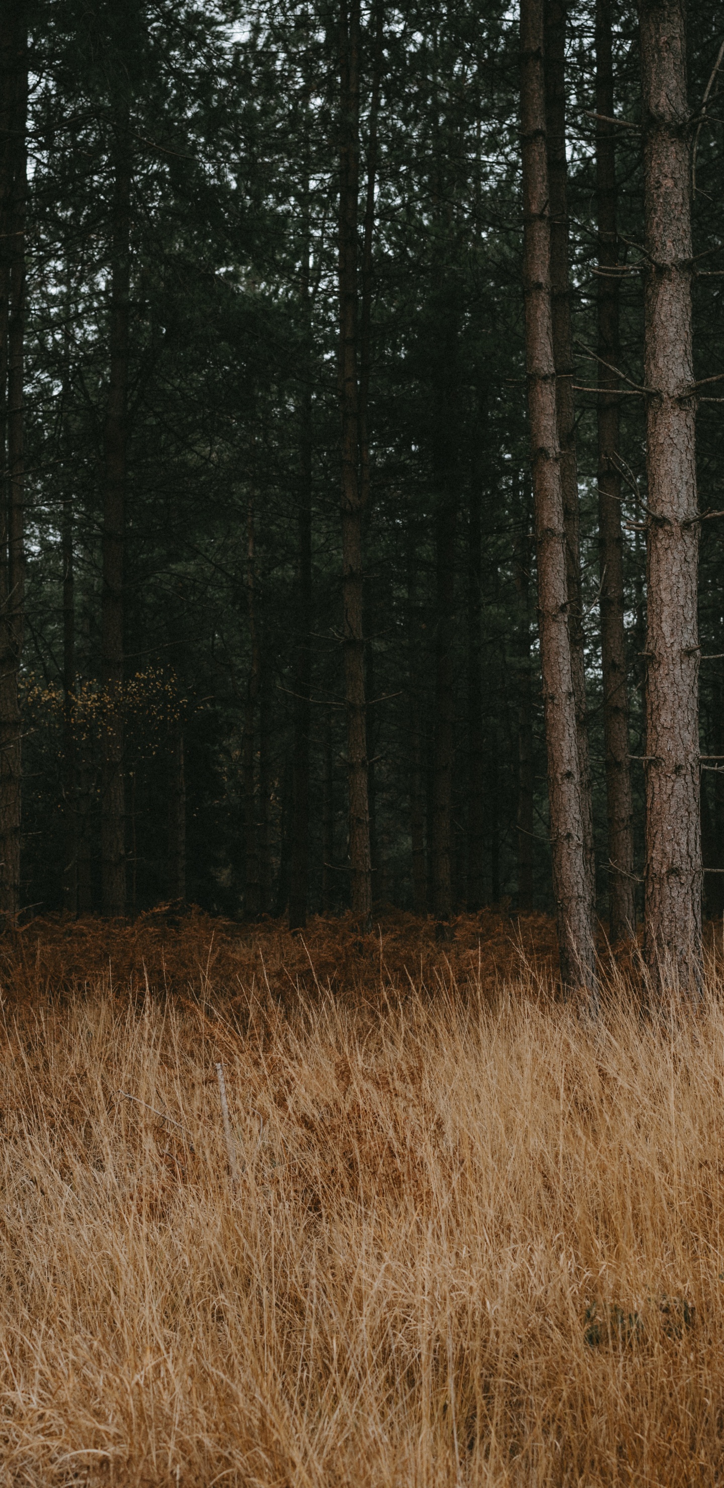 Обои лес, дерево, окружающая среда, лесистая местность, северный лиственный лес в разрешении 1440x2960