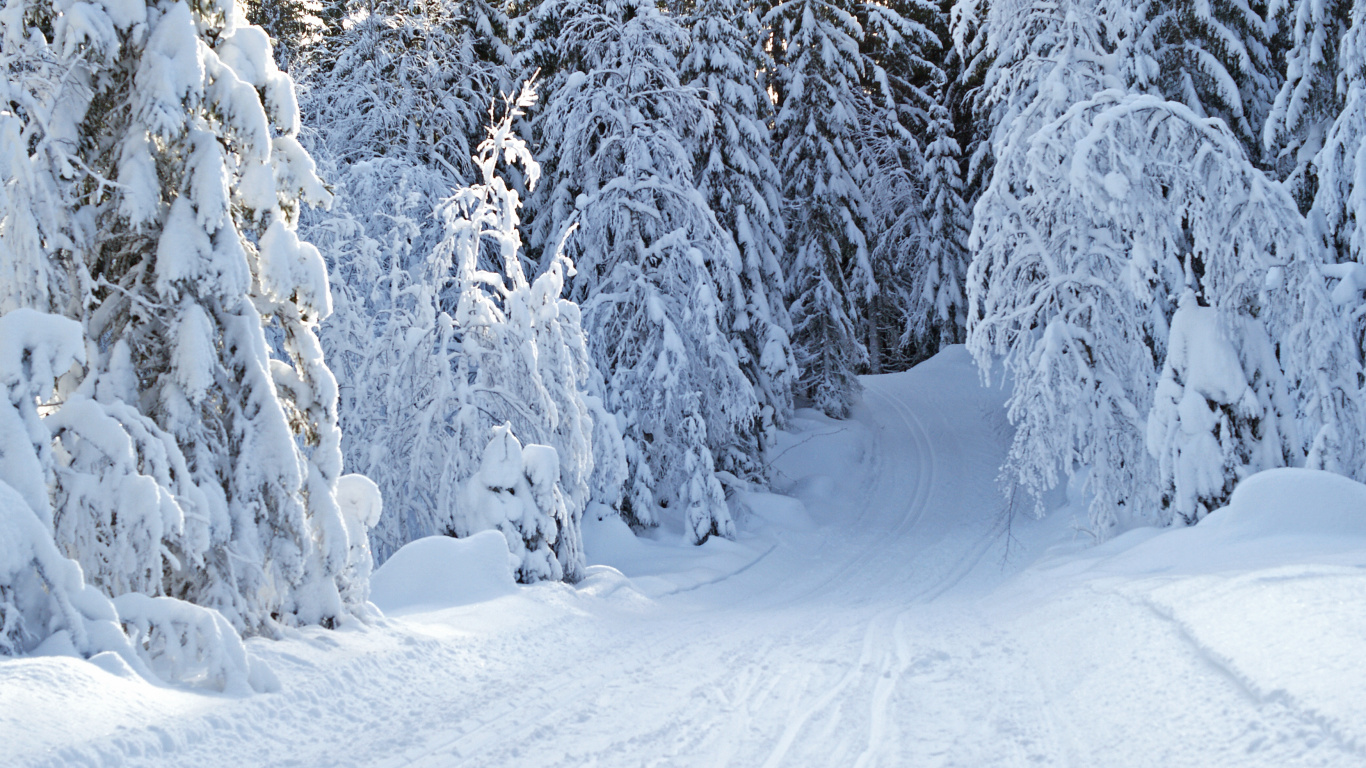 Обои лес, снег, зима, мороз, замораживание в разрешении 1366x768