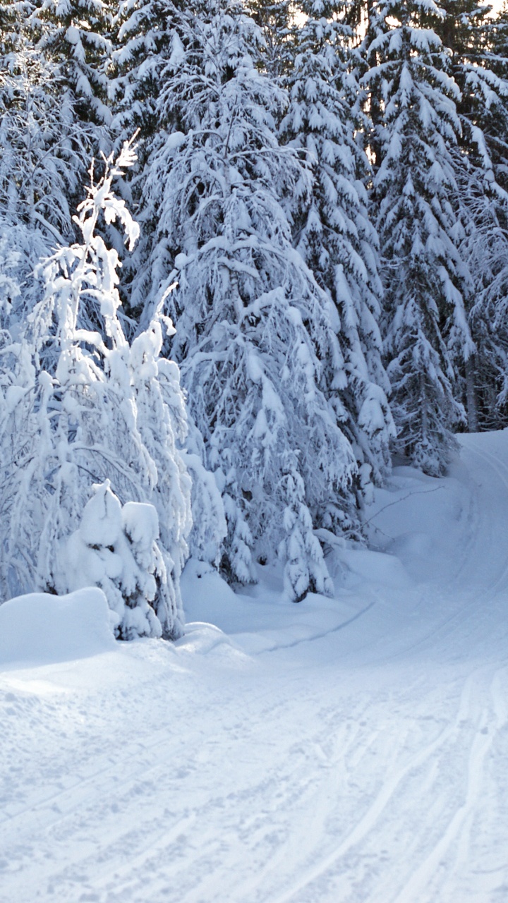 Обои лес, снег, зима, мороз, замораживание в разрешении 720x1280