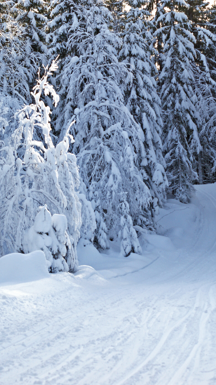 Обои лес, снег, зима, мороз, замораживание в разрешении 750x1334