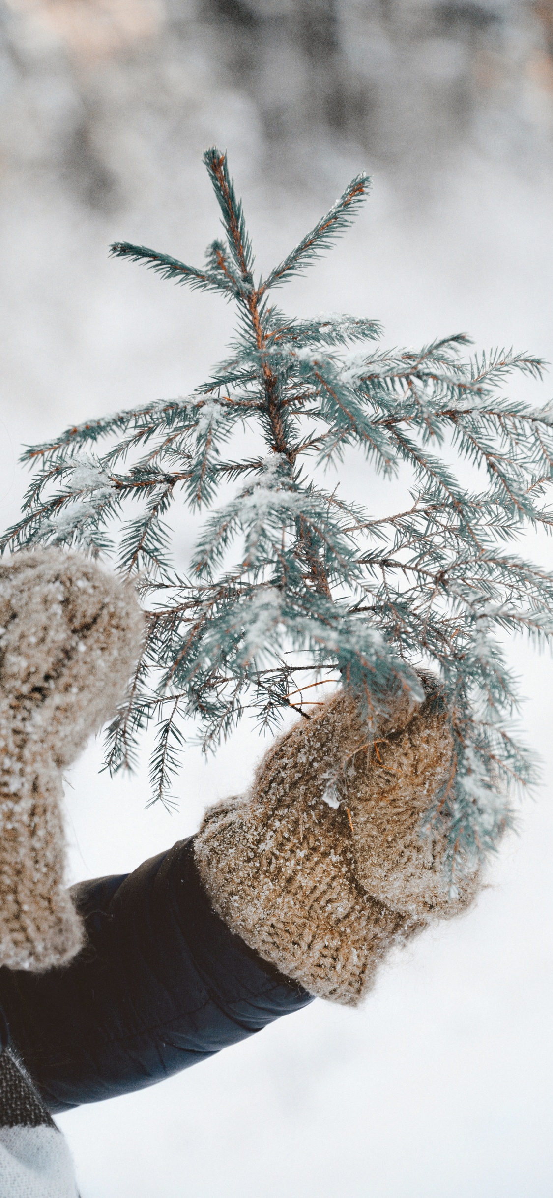 Обои замораживание, прут, снег, дерево, растение в разрешении 1125x2436